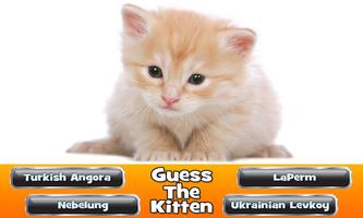 Guess The Kitten