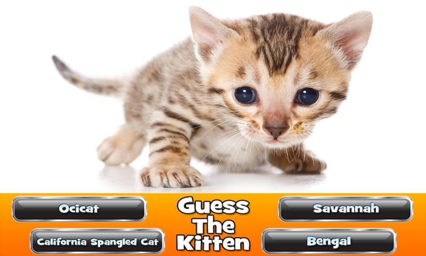 Guess The Kitten