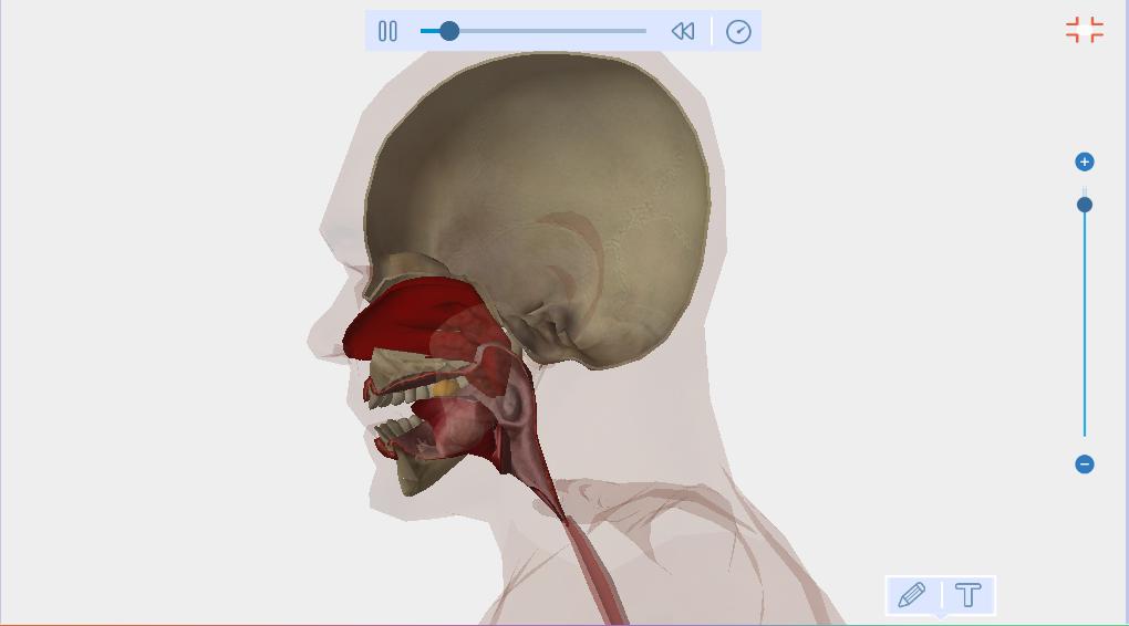 Human Body Anatomy 3D - Free