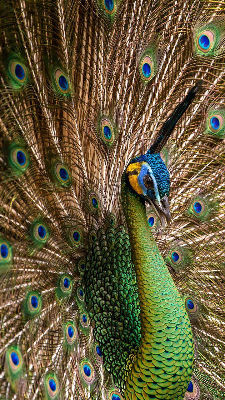 Peacock Feathers Live Wallpaper