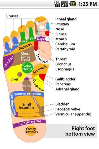 Foot Reflexology chart