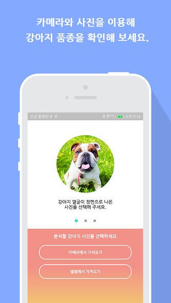 What is your dog?