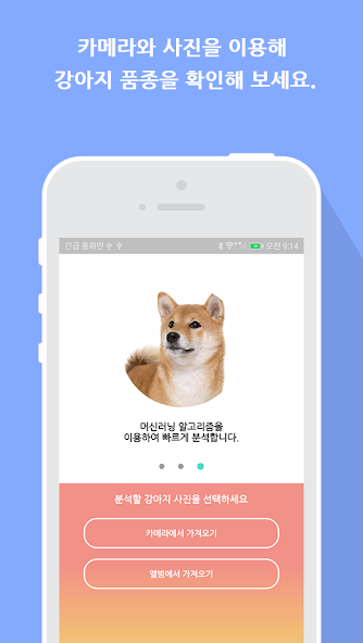 What is your dog?