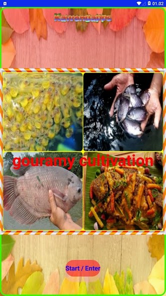 Gouramy Cultivation