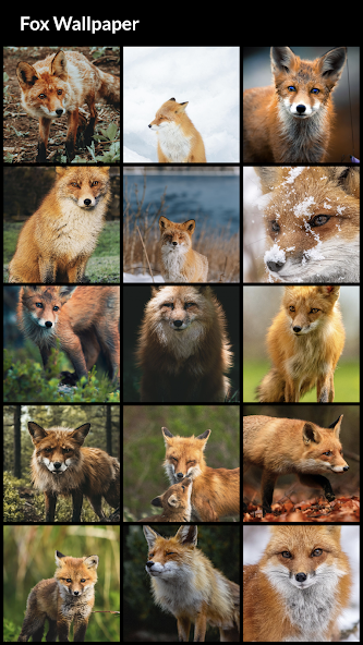 Fox Wallpapers