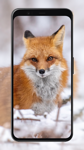 Fox Wallpapers