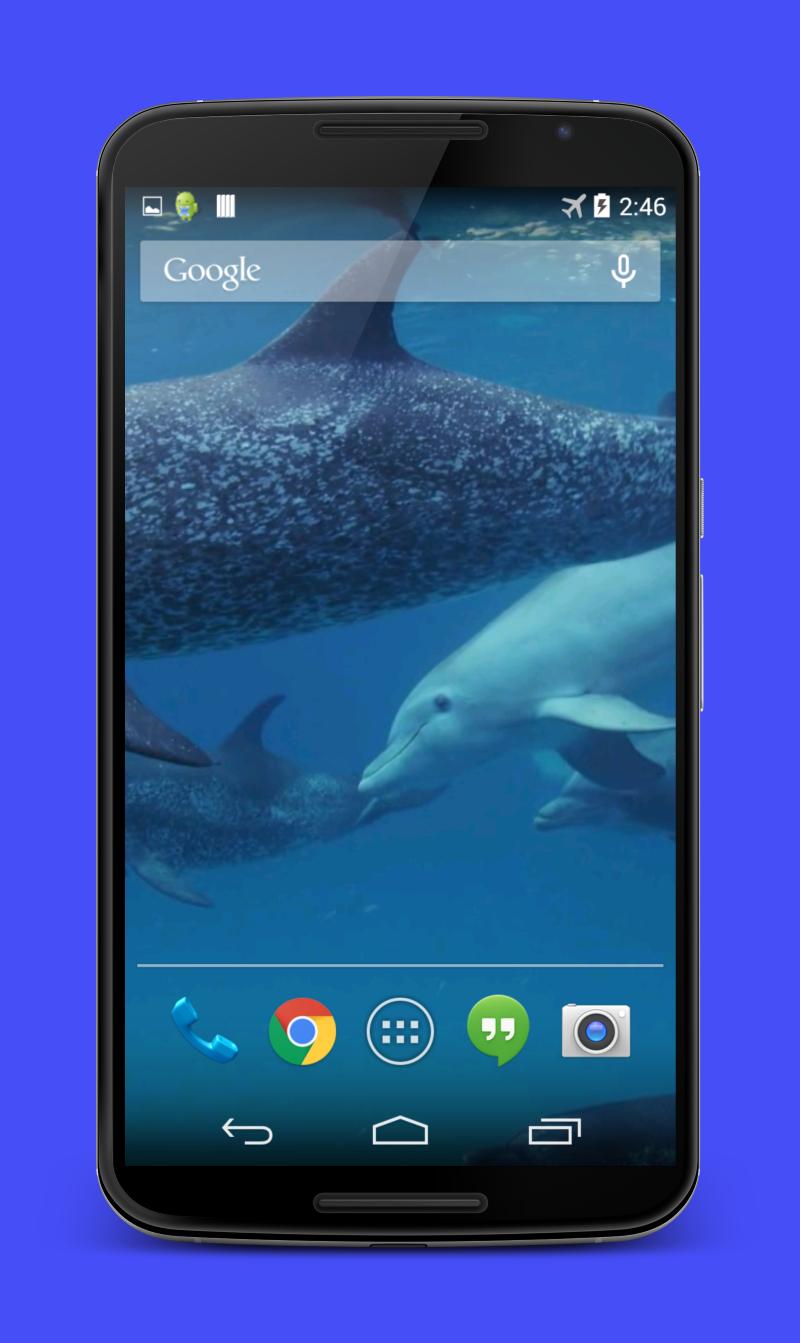 Dolphins Video Live Wallpaper
