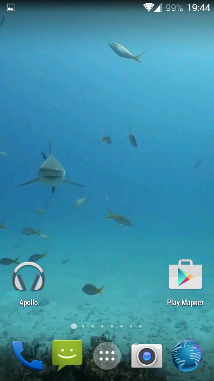Sharks. Video Wallpaper