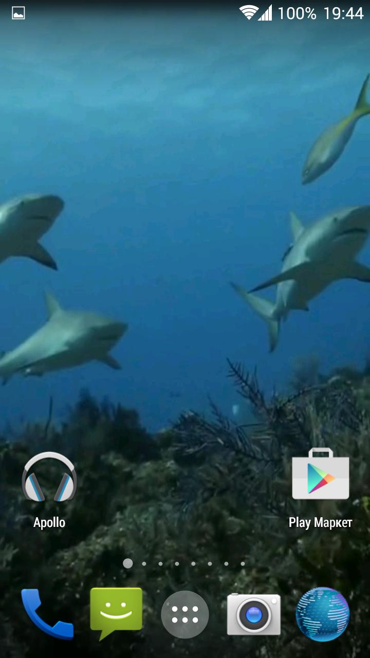 Sharks. Video Wallpaper