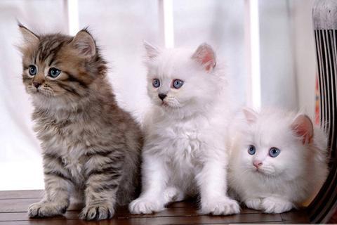 Spot the Difference Cats