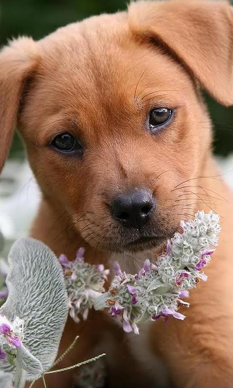 Puppies Jigsaw Puzzle