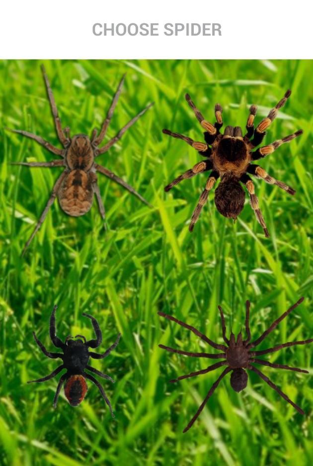 Spider On Hand. Scare Prank